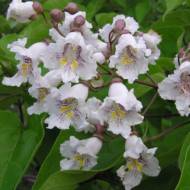 Саджанець Катальпа бігнонієвидна в контейнері